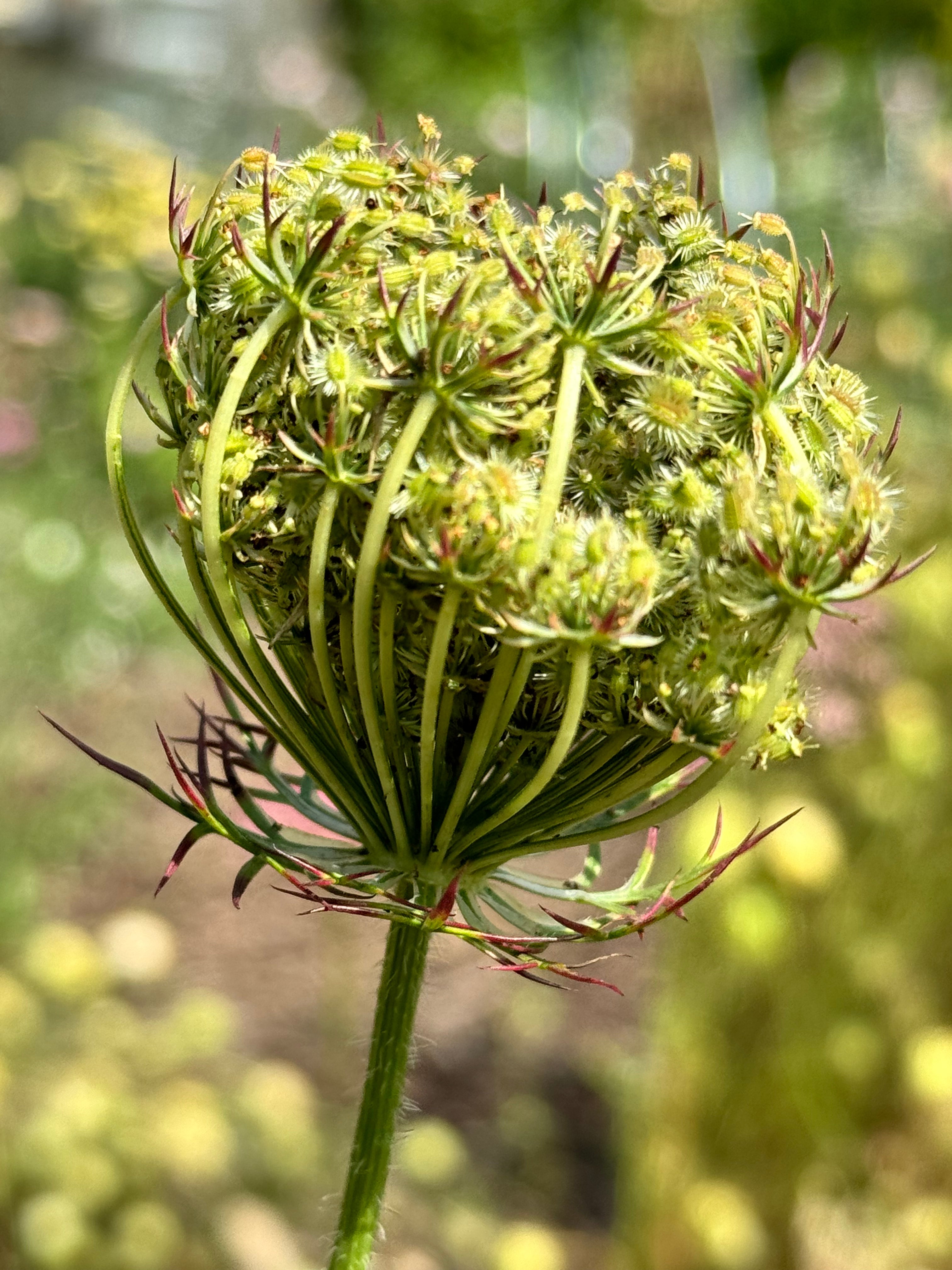 Chocolate Lace seed pods (5 stems)