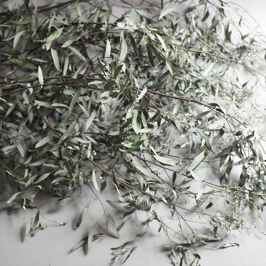 Dried Eucalyptus - Gunnii