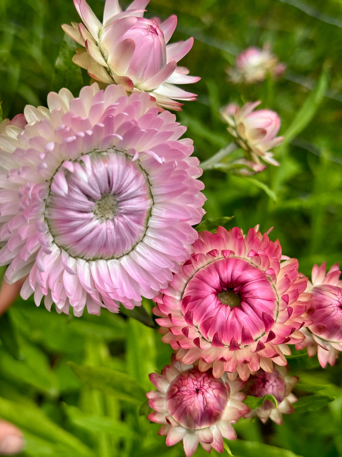 Strawflower - Silvery Rose (5 stems)