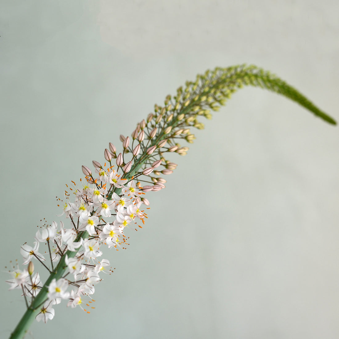 Eremurus - Pink