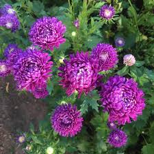 Aster - Tower Violet