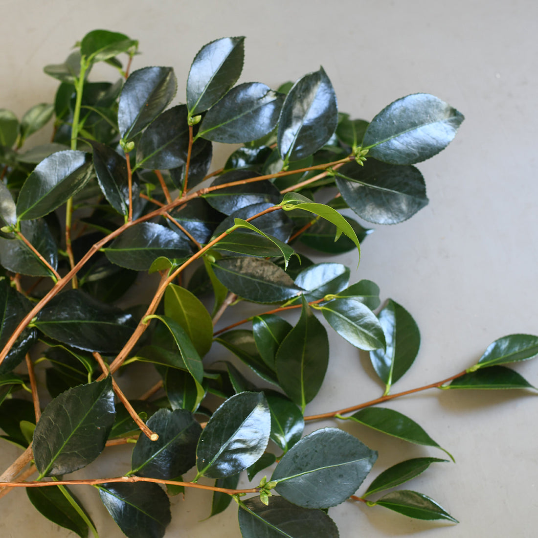 Camellia Foliage