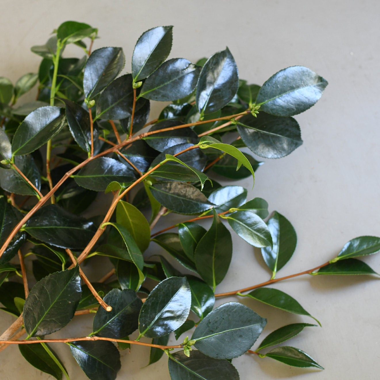 Camellia Foliage