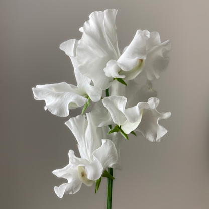 Sweet Pea, vining - Wild Swan