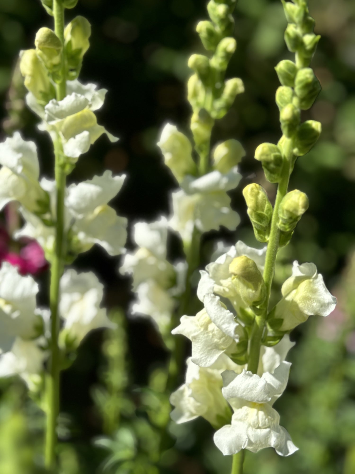 Snapdragon - Rocket White (5 stems)