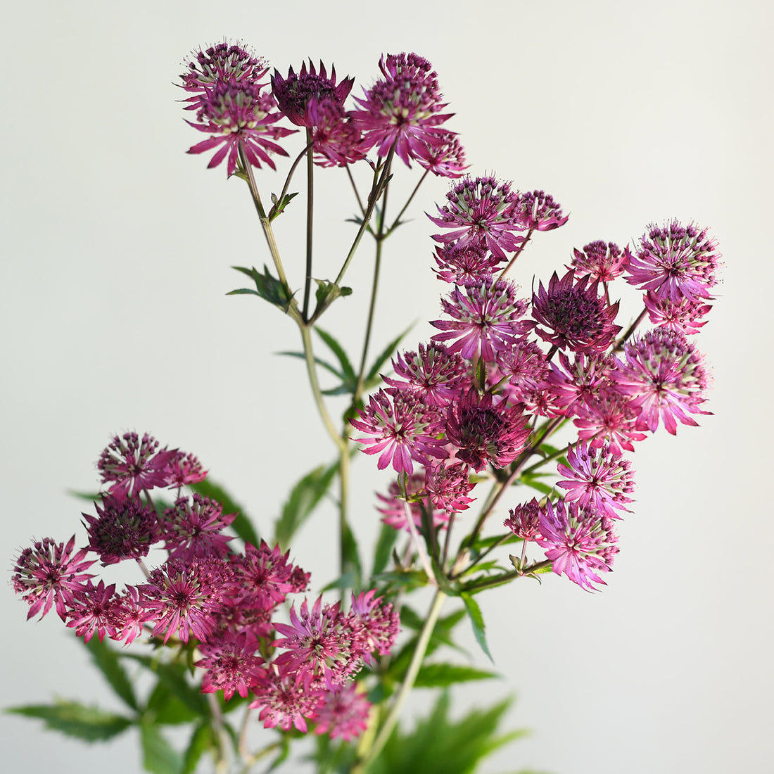 Astrantia - Ruby Wedding - Short