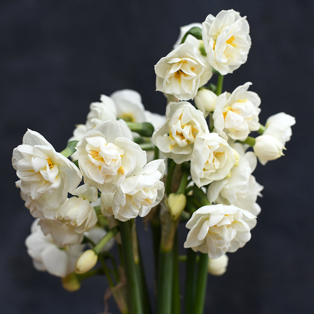 Narcissus - Bridal Crown