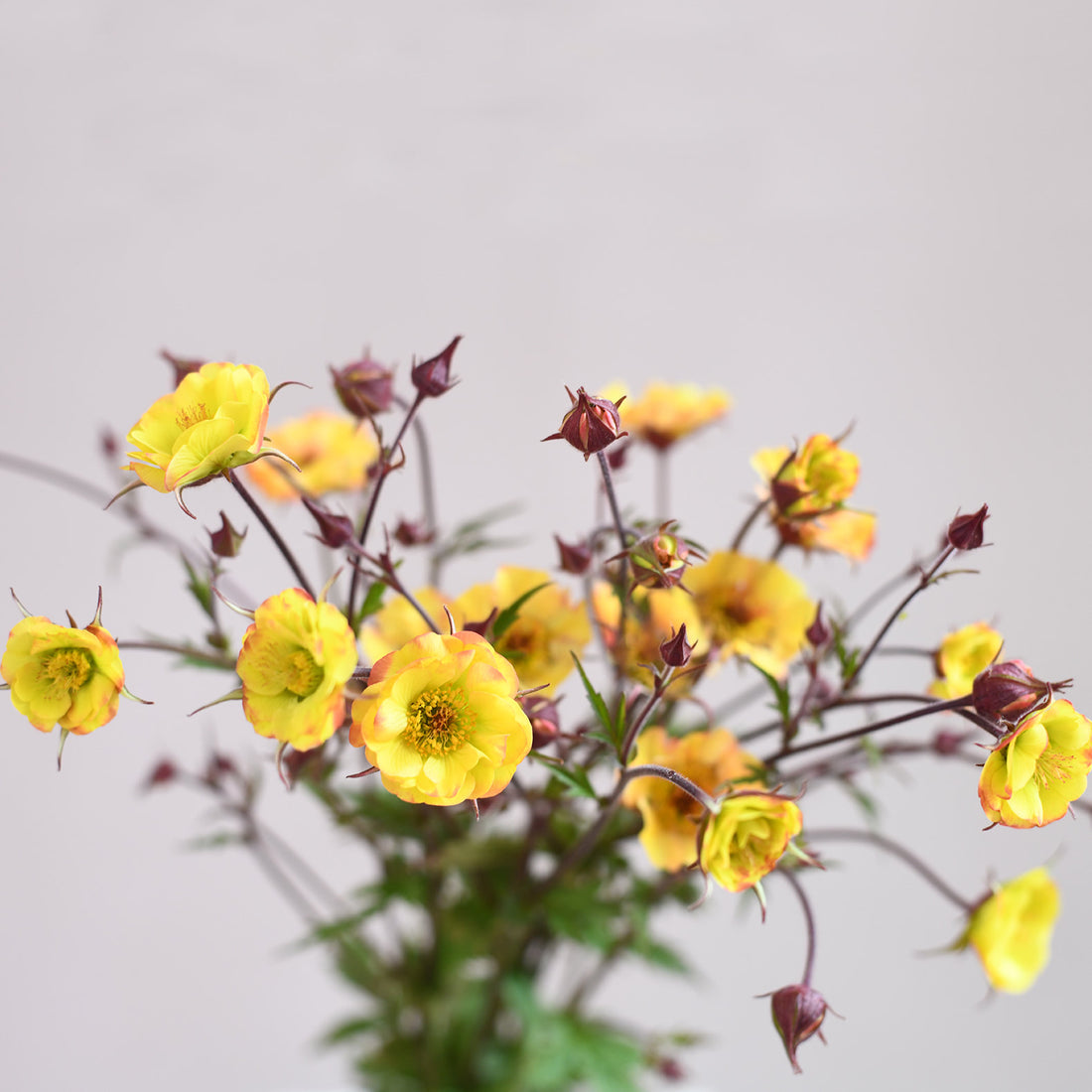 Geum - Tequila Sunrise