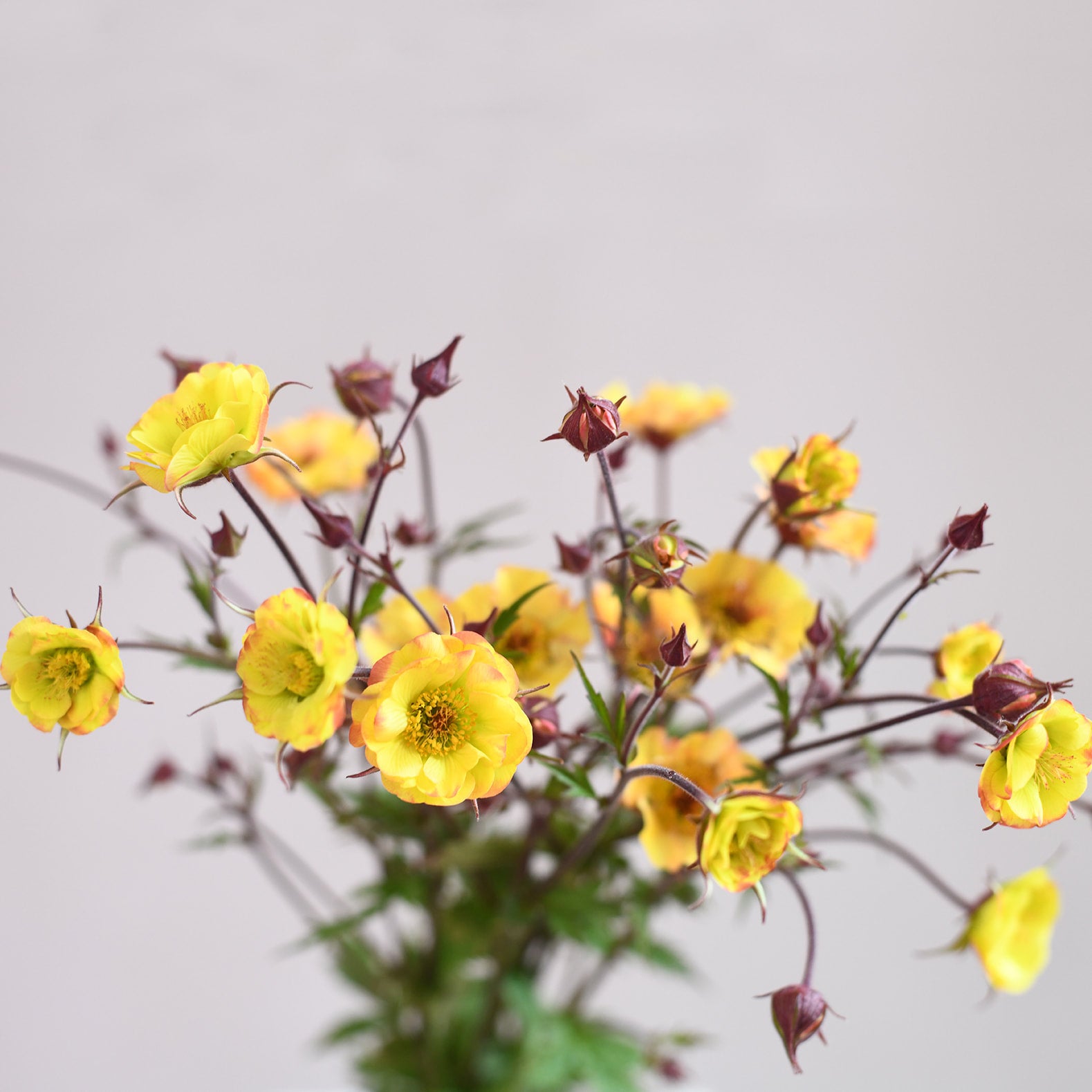 Geum - Tequila Sunrise