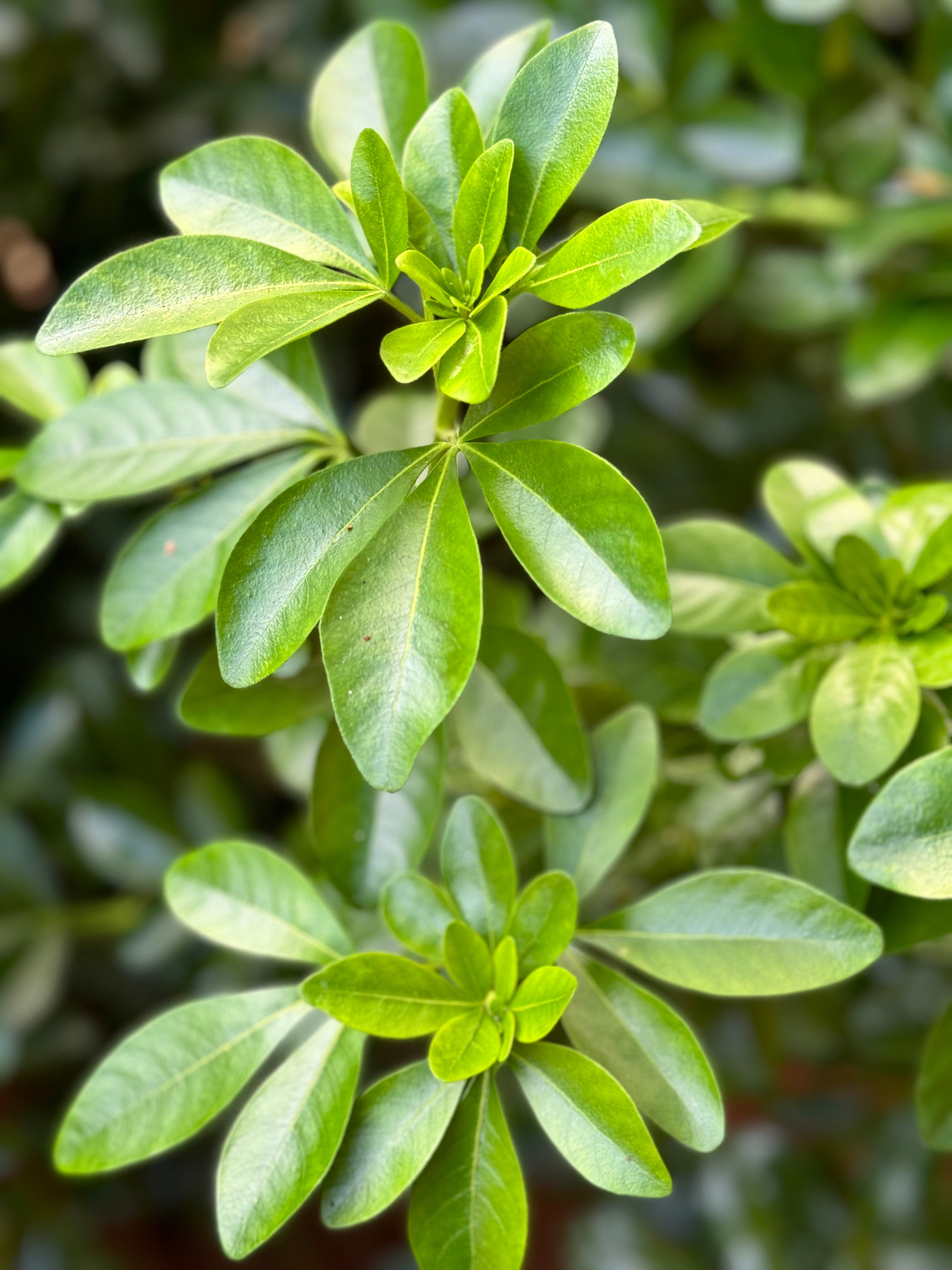 Choisya Ternata Foliage (5 stems)