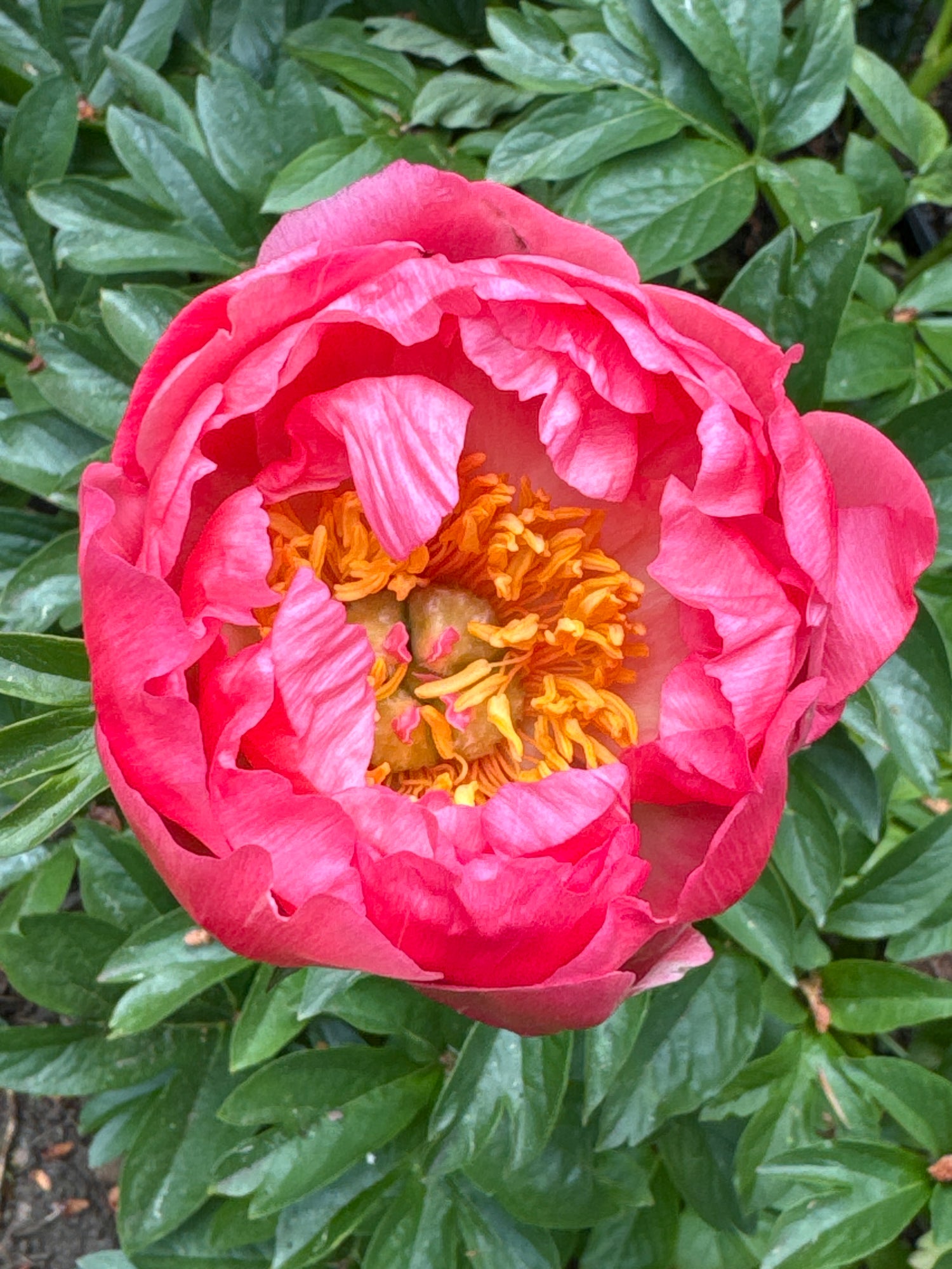 Peony - Coral Sunset