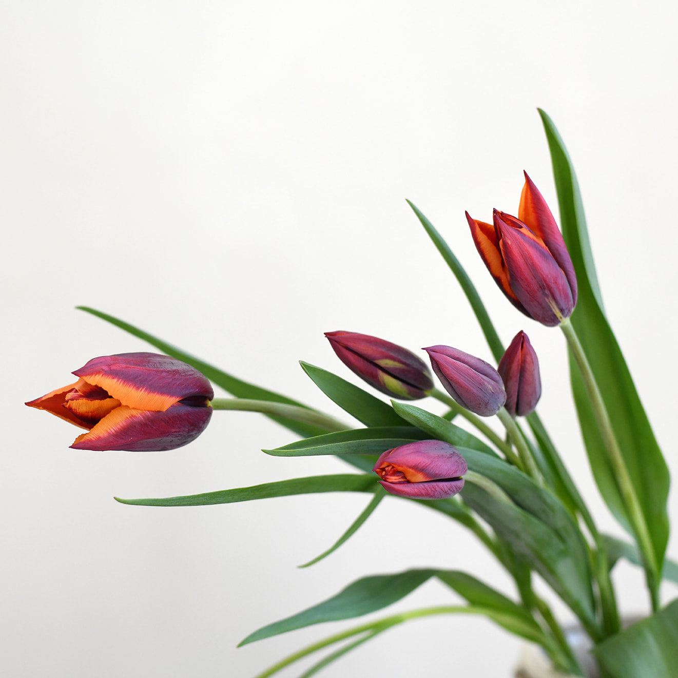 Tulip - Slawa