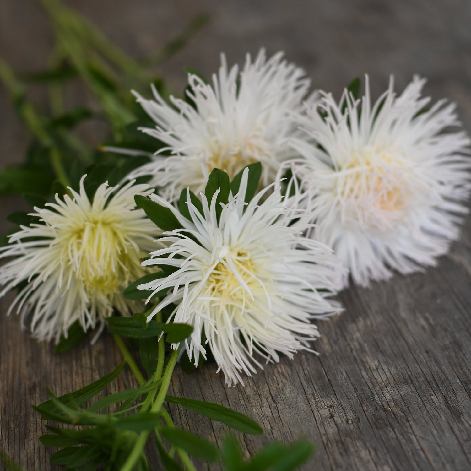 Aster - Vanilla Bliss