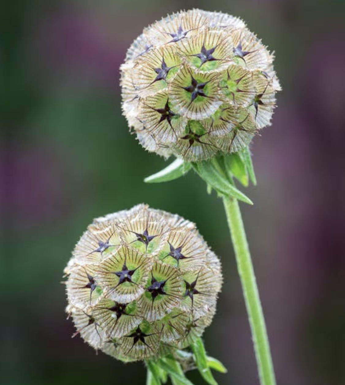 Scabiosa - Stellata