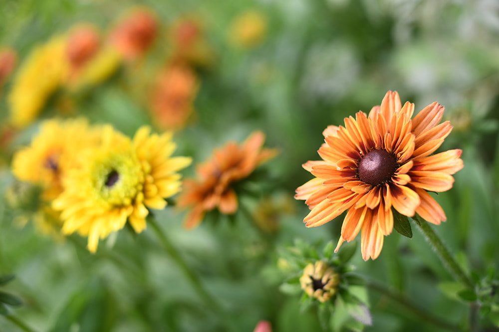 Rudbeckia - Sahara
