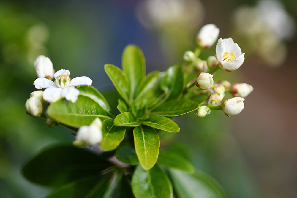 Choisya Ternata