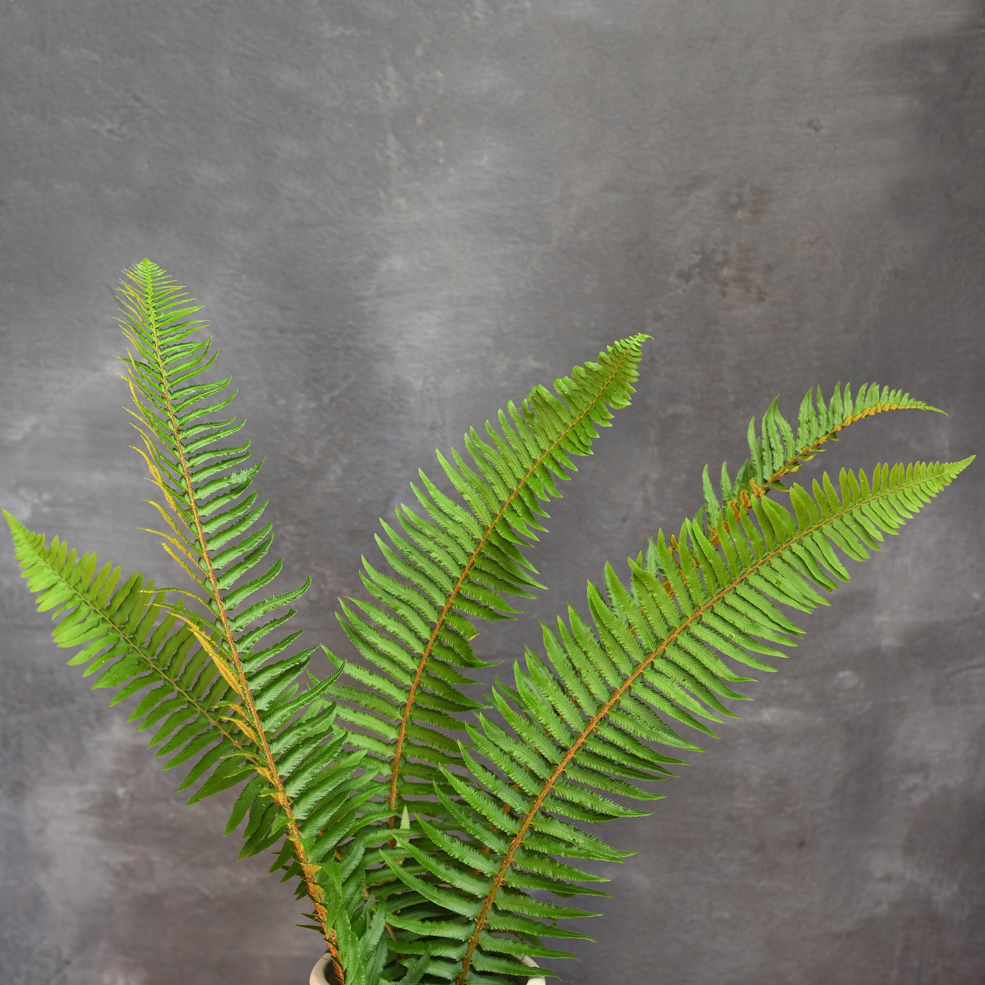 Fern - Sword
