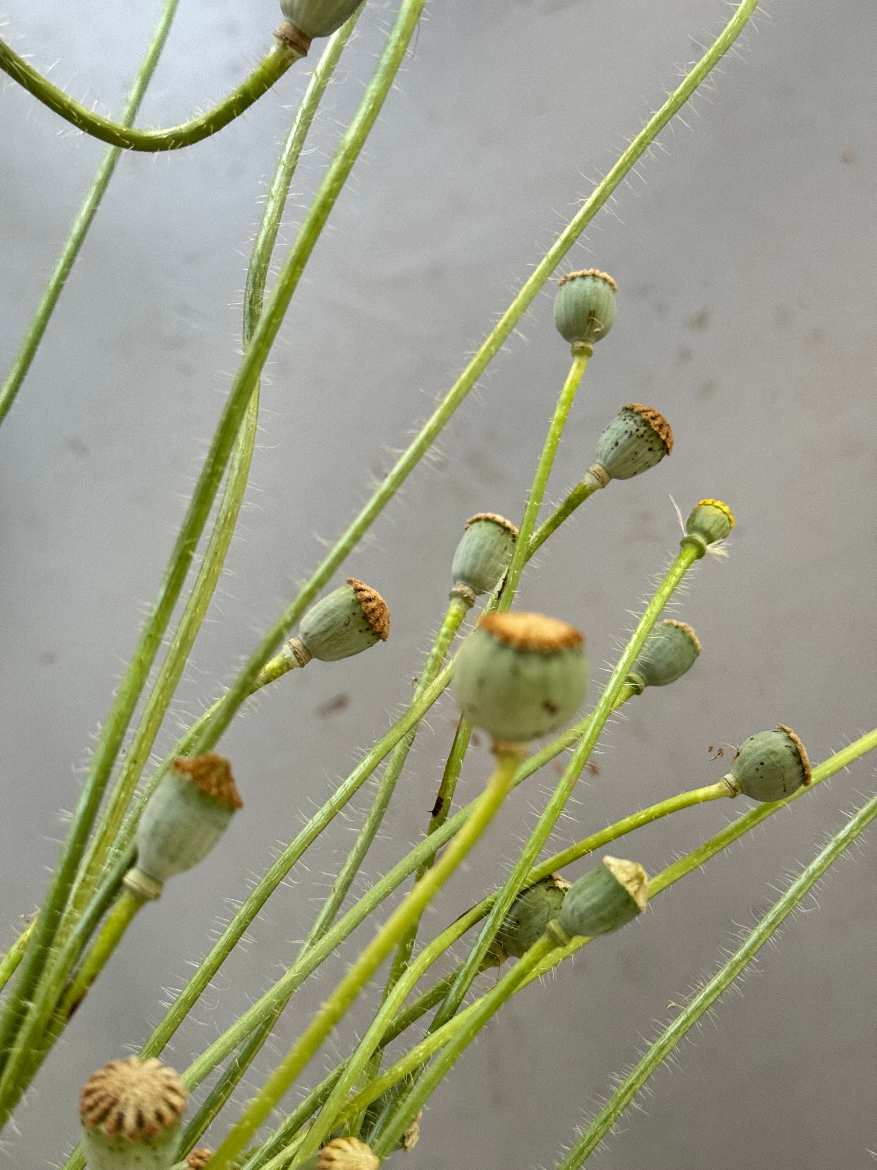 Poppy Pods Fresh miniature (10 stems)