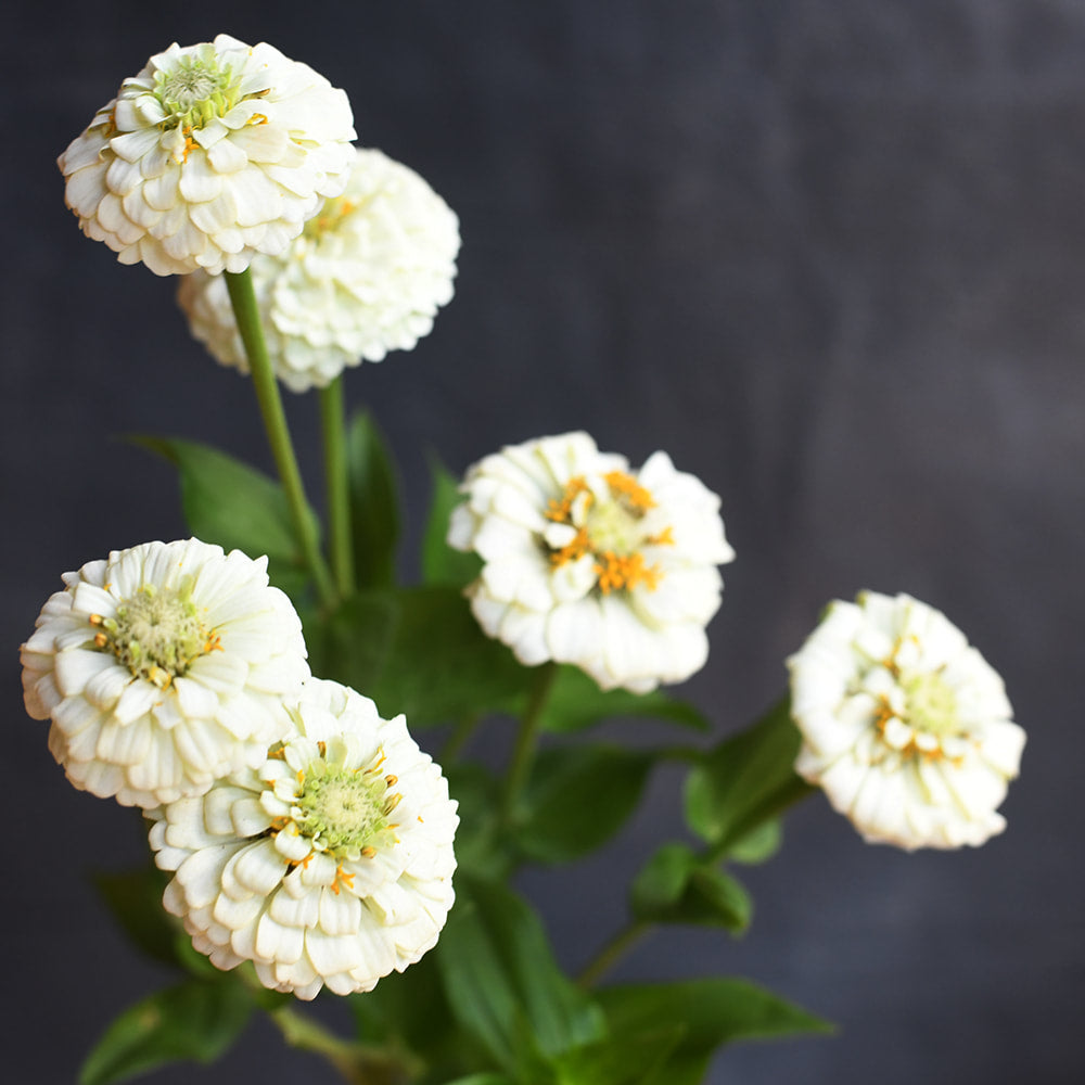 Zinnia - Oklahoma White