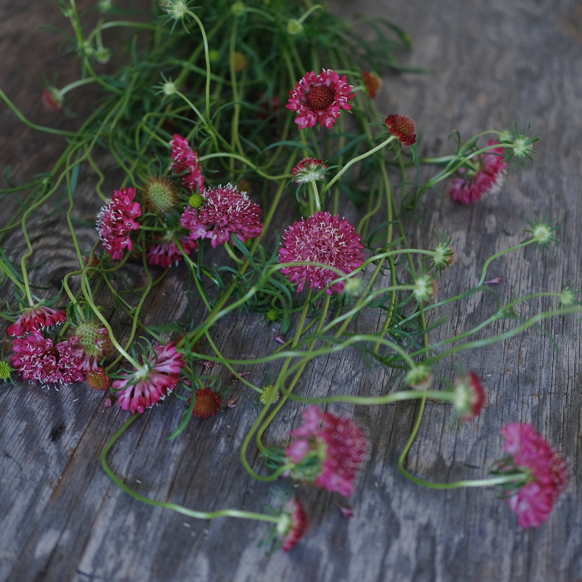 Scabiosa - Beaujolais Bonnets