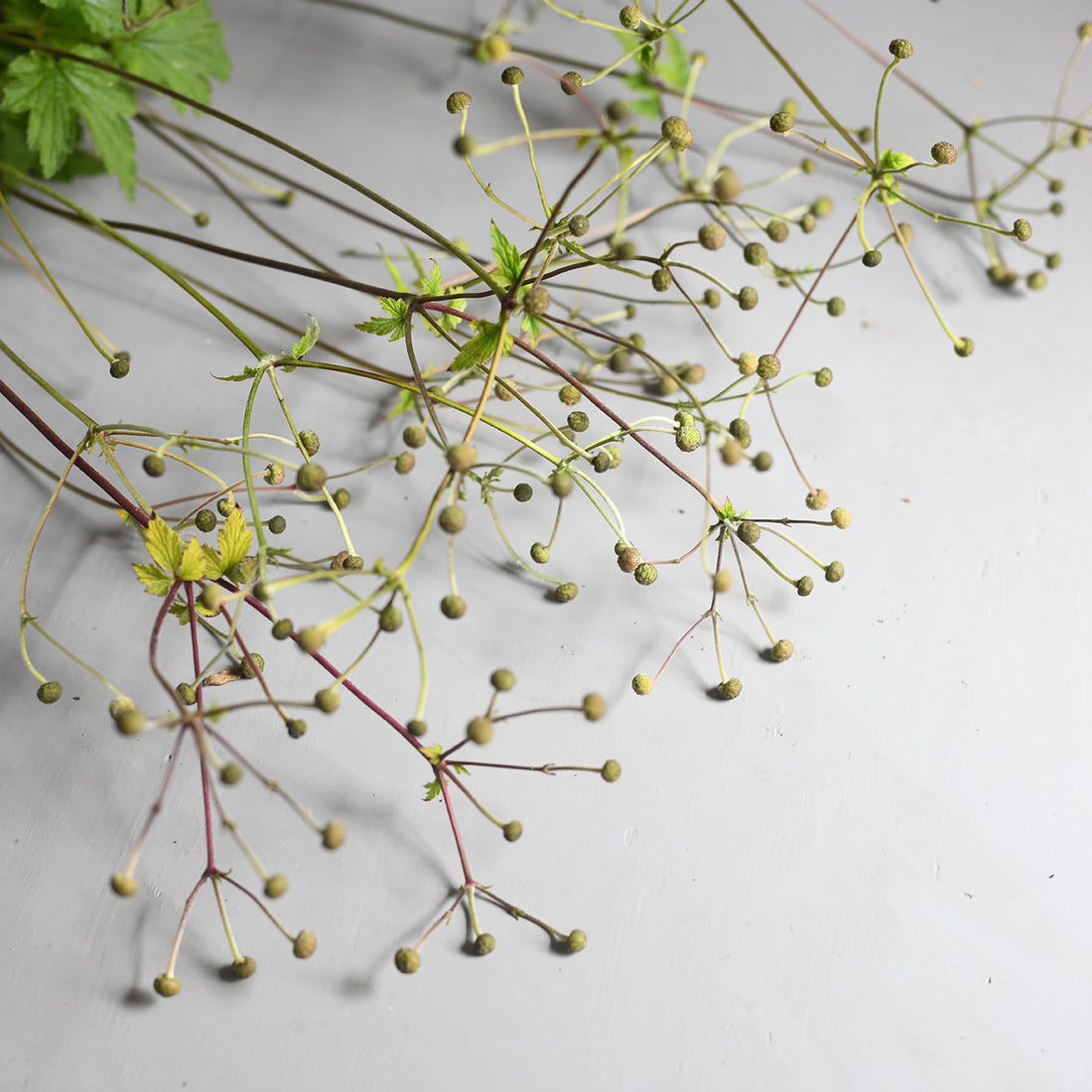 Japanese Anemone - Seed Pods