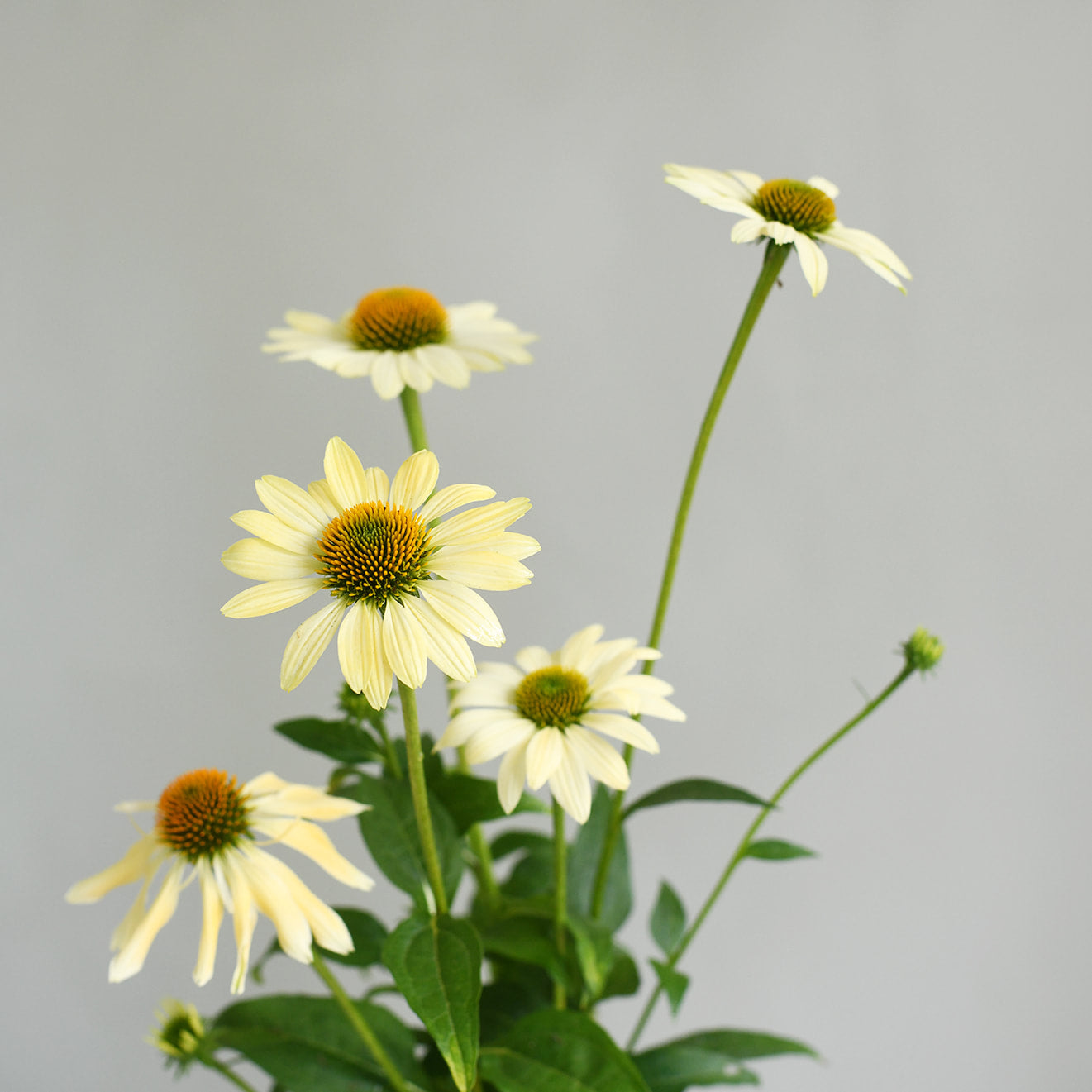 Echinacea - Yellow Mellow