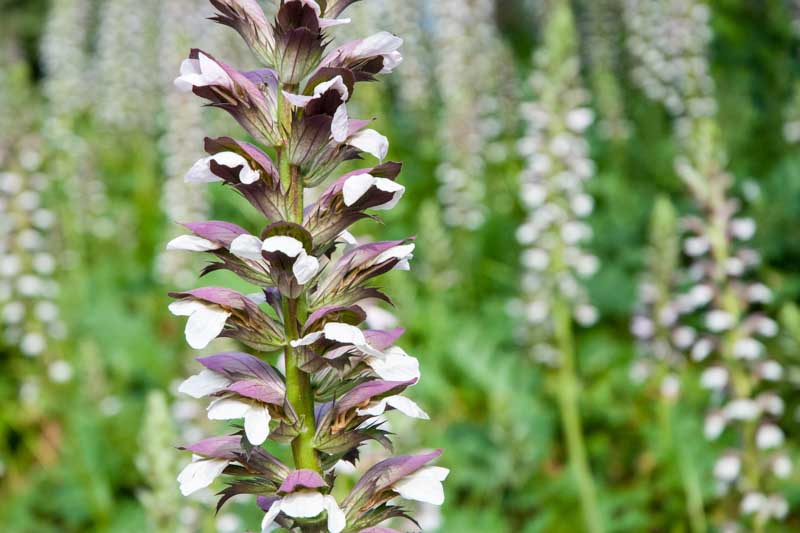 Acanthus Mollis