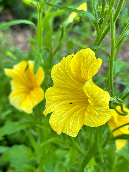 Salpiglossis - Yellow (5 stems)