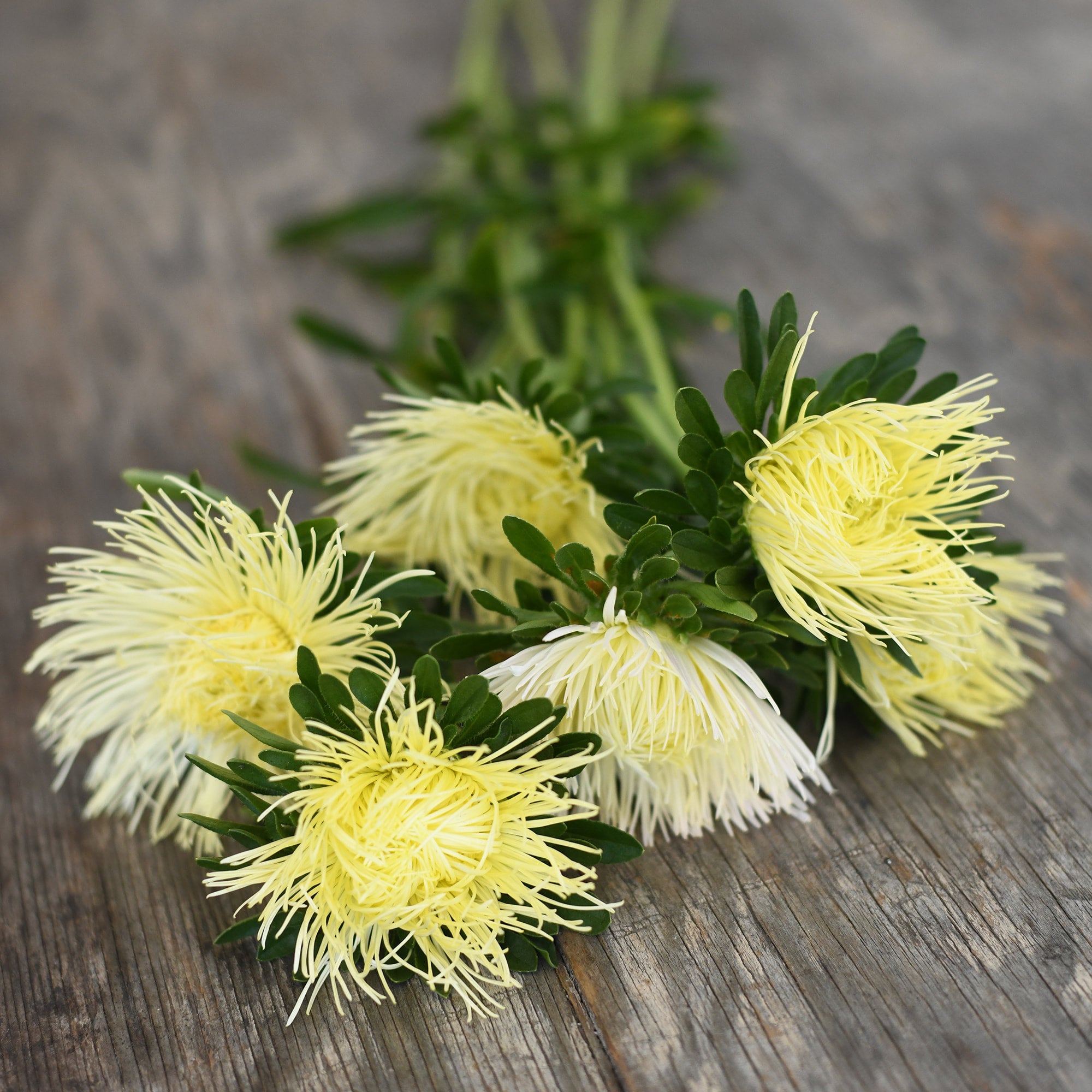 Aster - Valkyrie Yellow