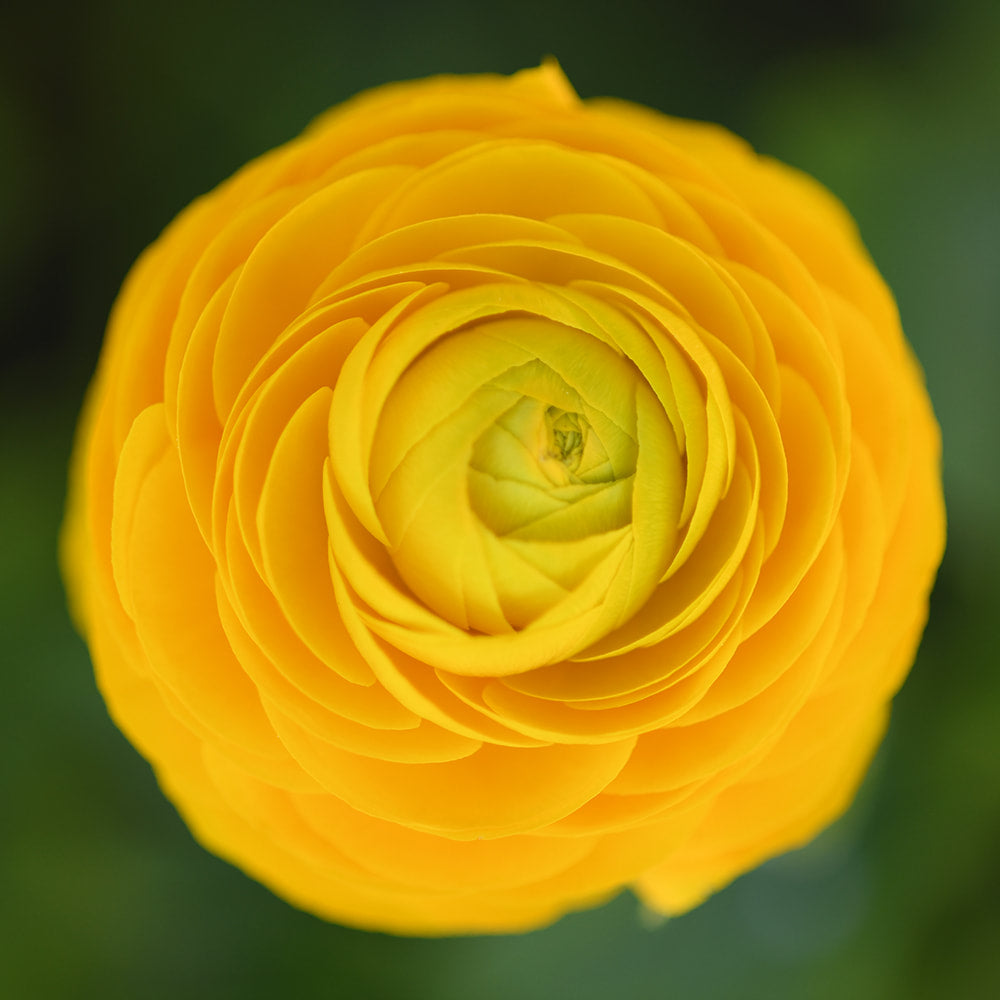 Ranunculus - Elegance Giallo
