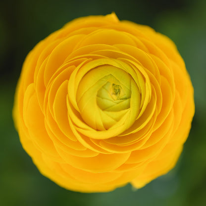 Ranunculus - Elegance Giallo