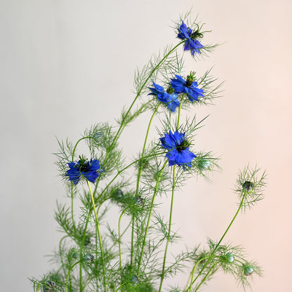 Nigella - Miss Jekyll Dark Blue