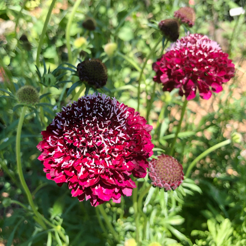 Scabiosa - Merlot Red