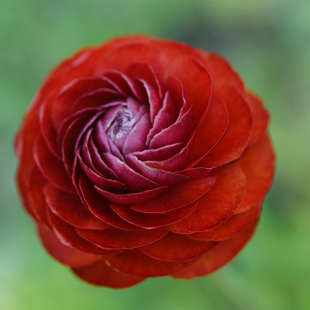 Ranunculus - Elegance Cioccolato