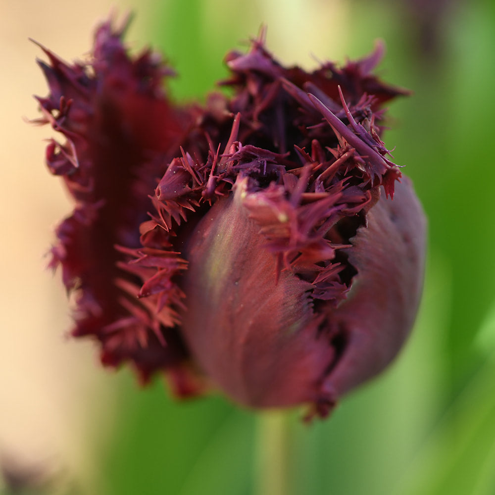 Tulip - Labrador