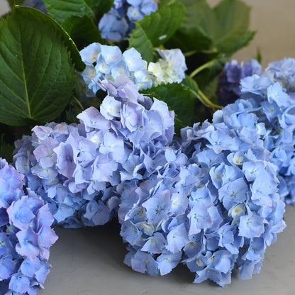Hydrangea - Penny Mac Blue