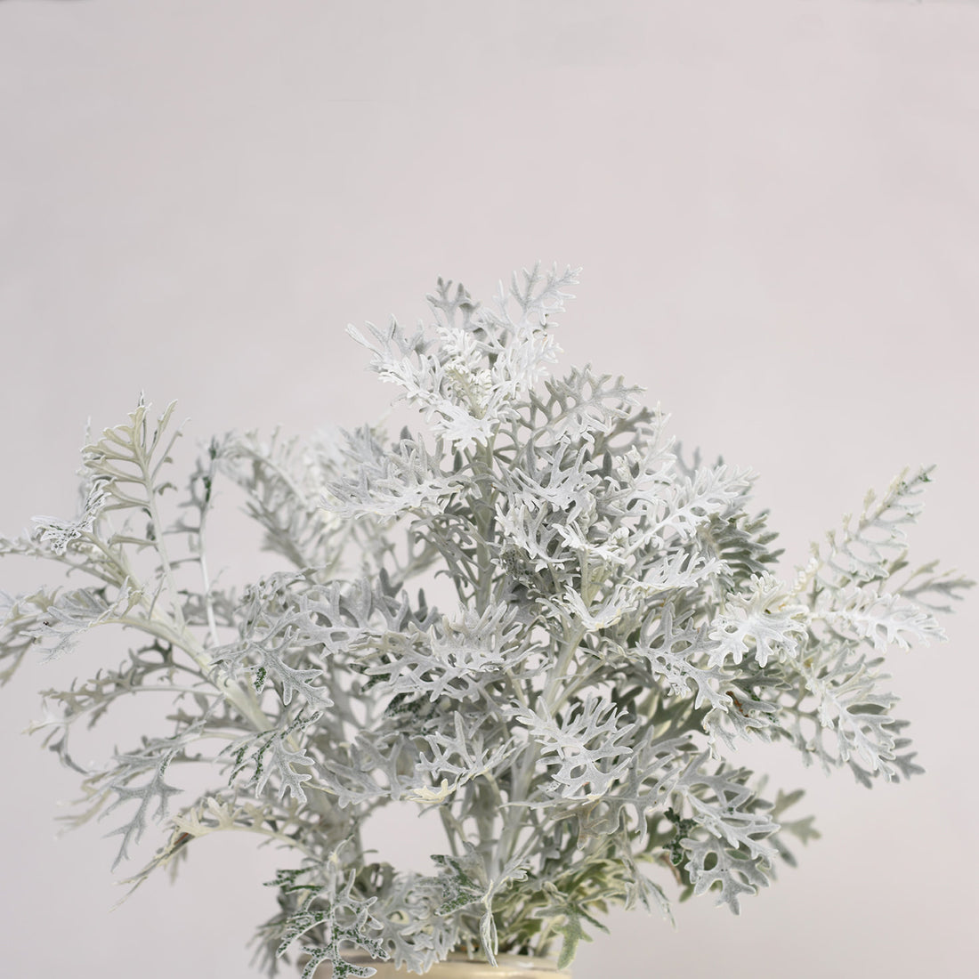 Dusty Miller - Silverdust