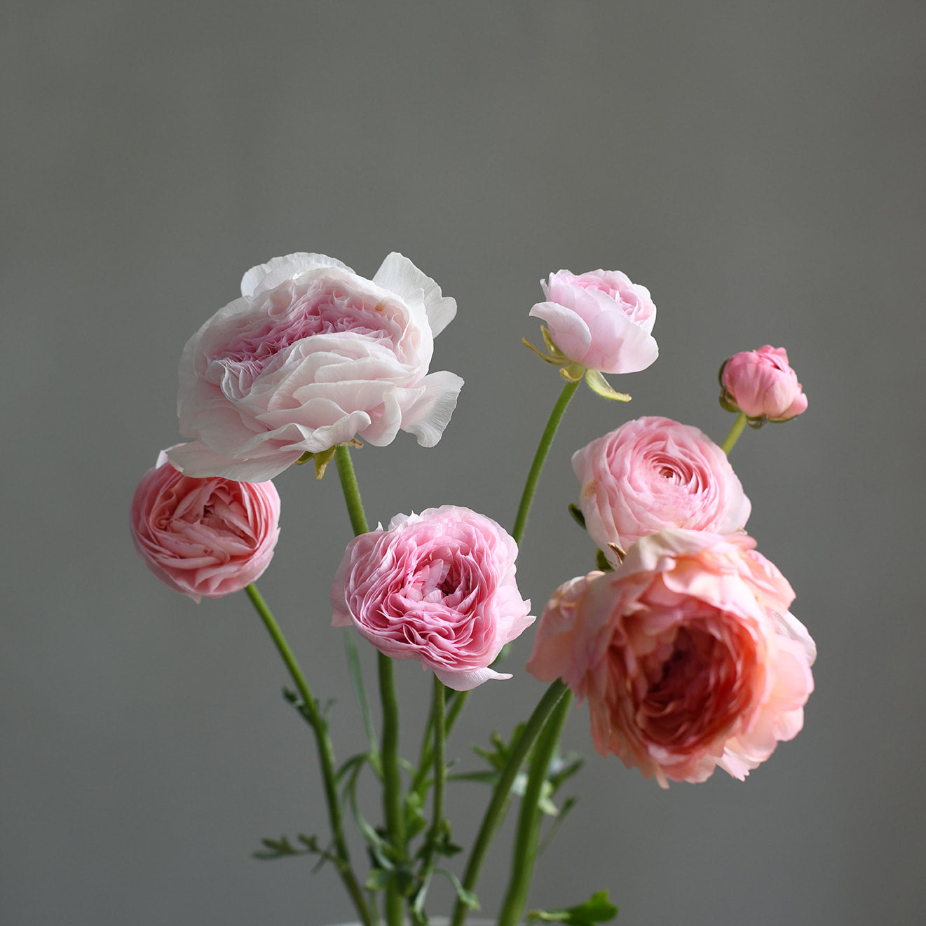 Ranunculus Cloni - Pink Mix