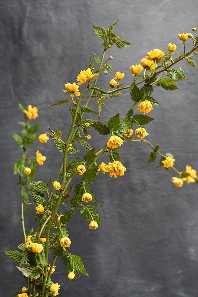 Kerria Japonica Pleniflora - Japanese Marigold Bush