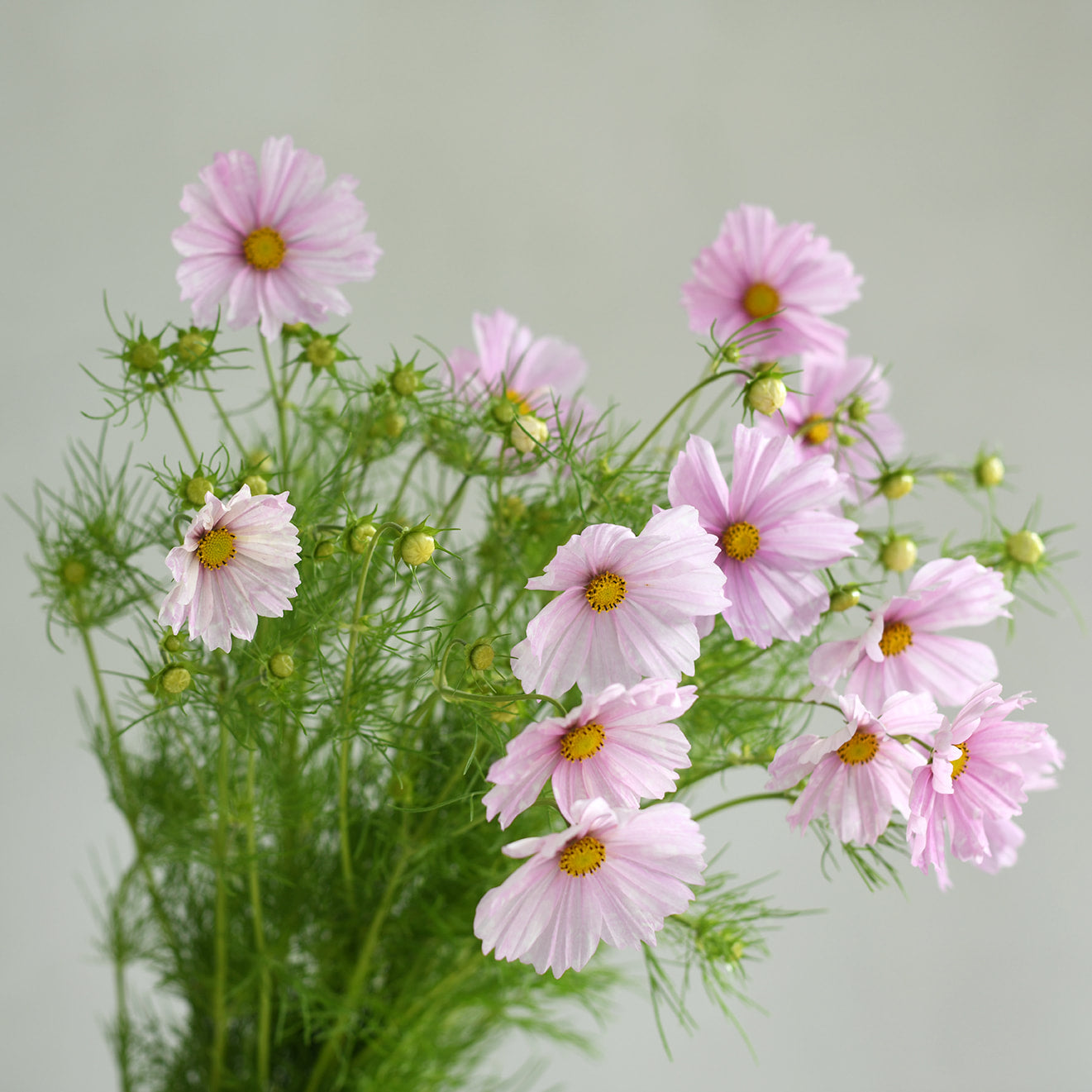 Cosmos - Cupcake Blush (5 stems)