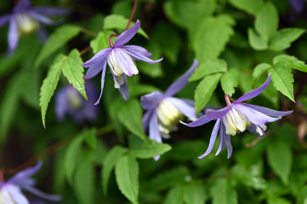 Clematis - Macropetala