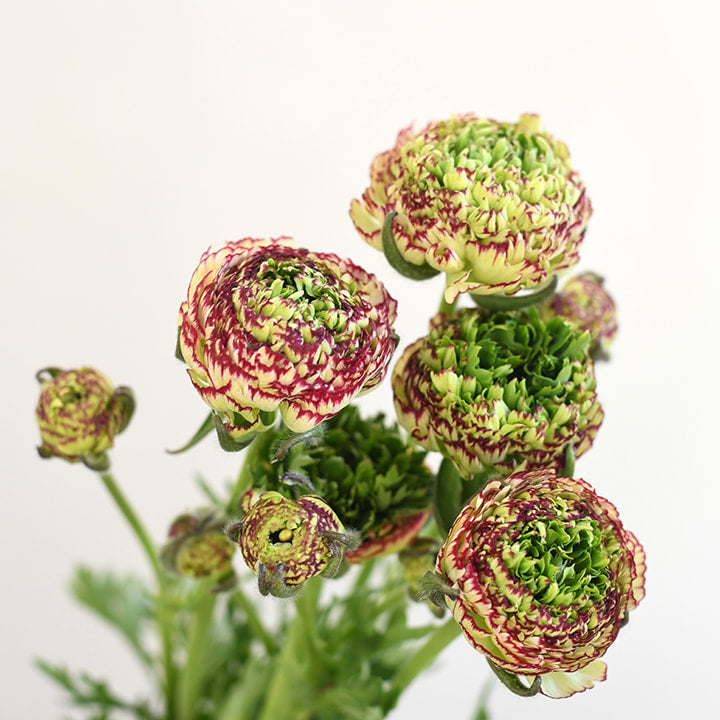 Ranunculus - Amandine Tiger (open blooms)