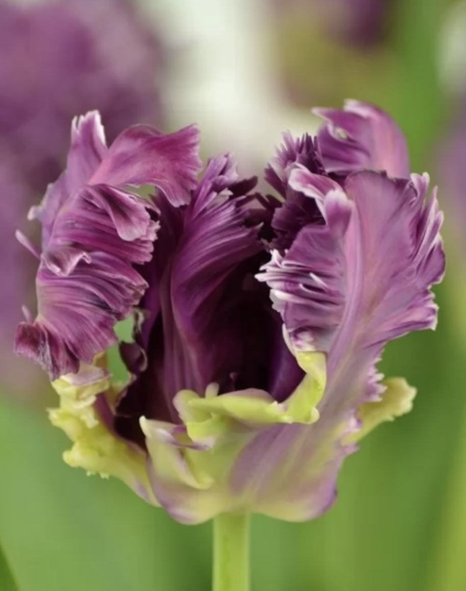 Tulip - Mysterious Parrot