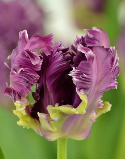 Tulip - Mysterious Parrot