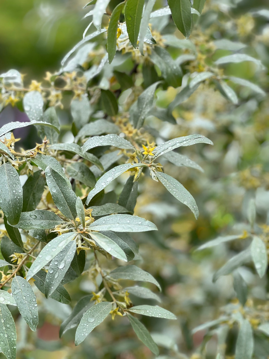 Elaeagnus - Quicksilver (no scent - no flowers)