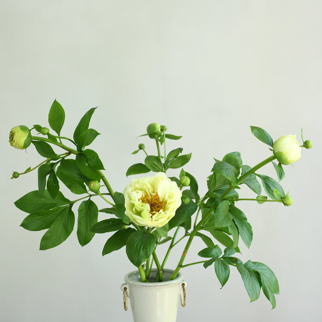 Peony - Lemon Chiffon