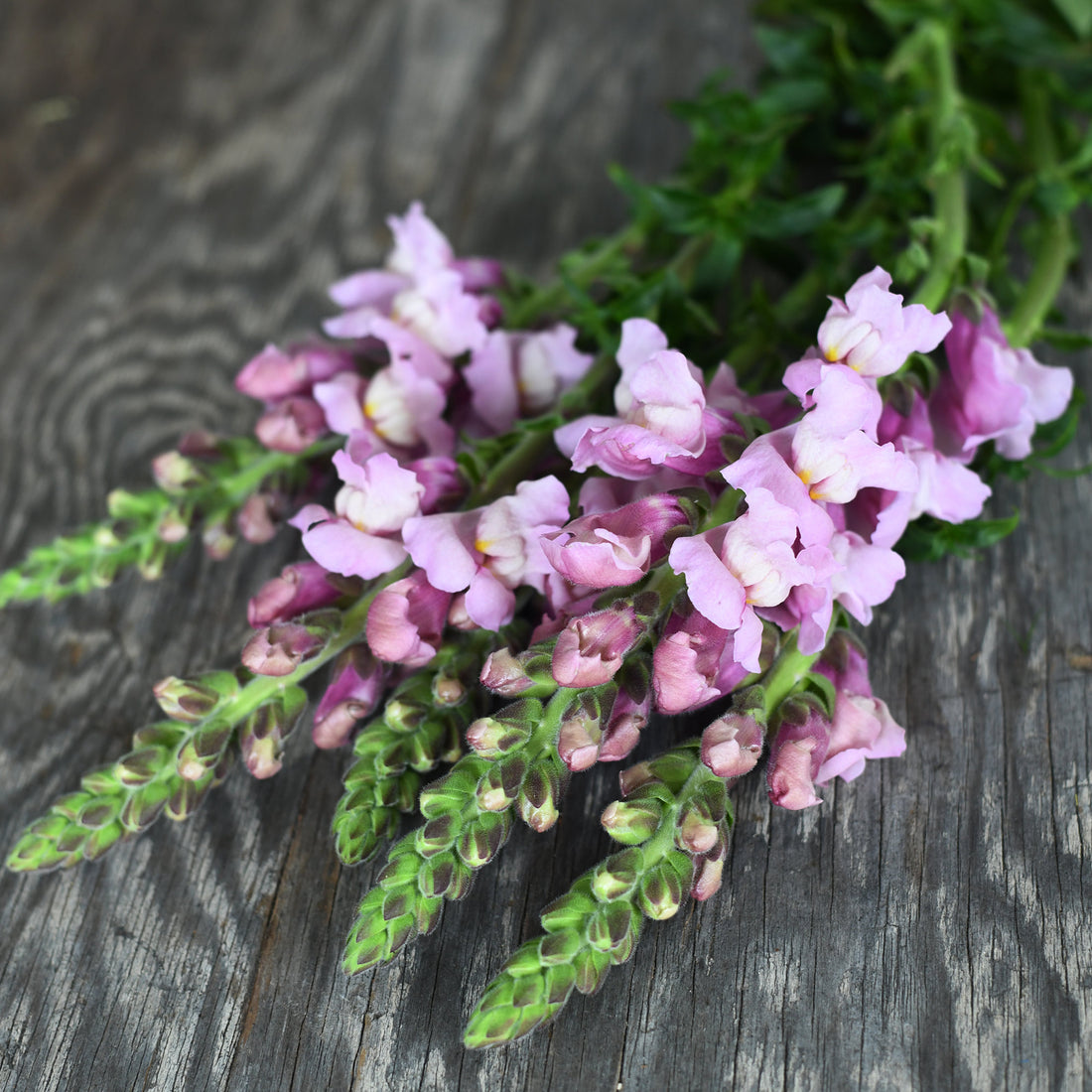 Snapdragon - Potomac Lavender