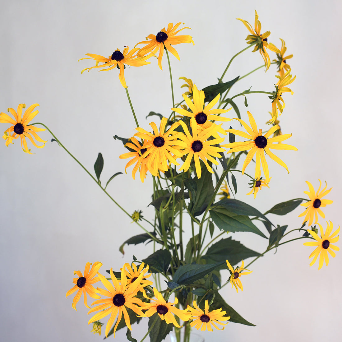 Rudbeckia - Susan&