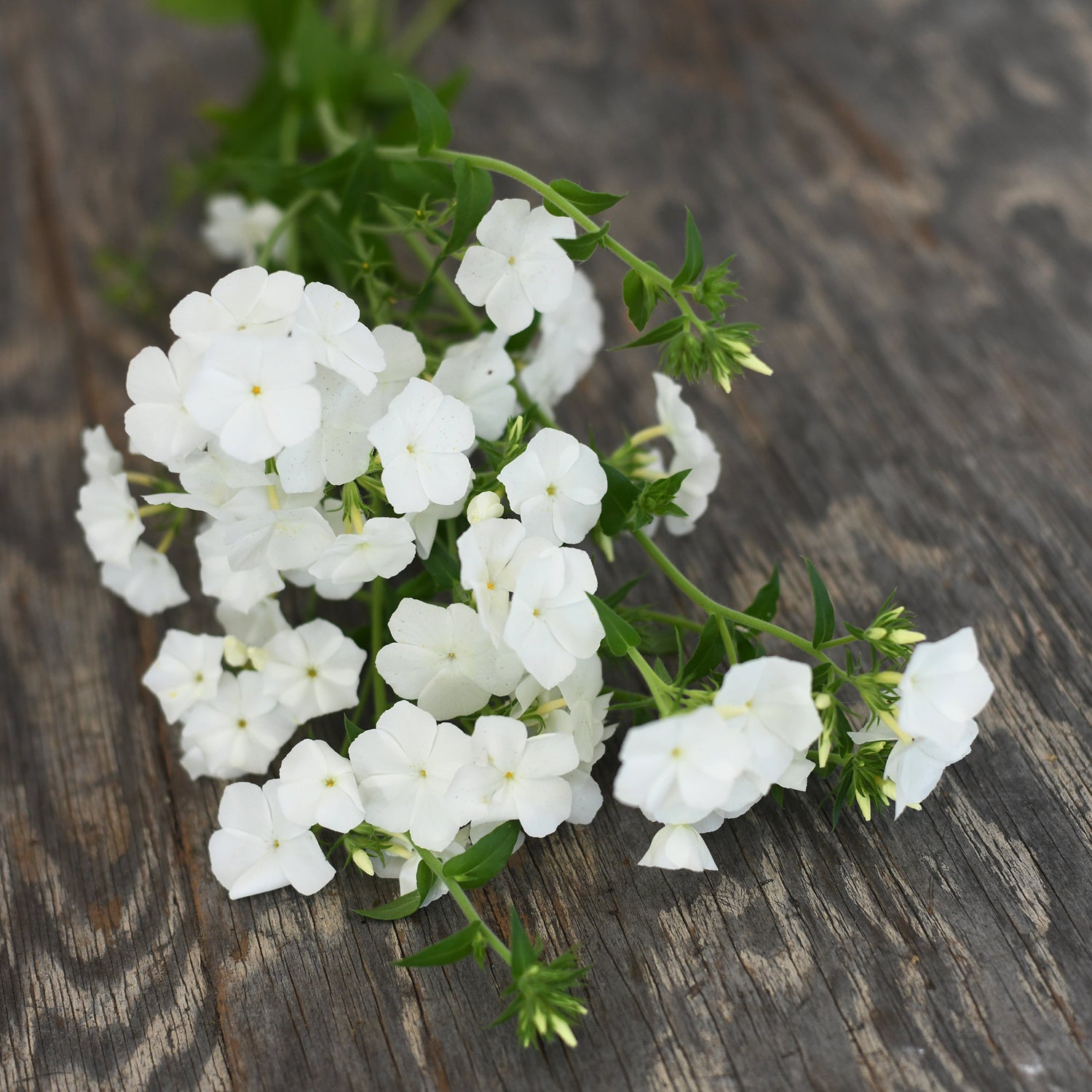 Phlox - Whipped Cream