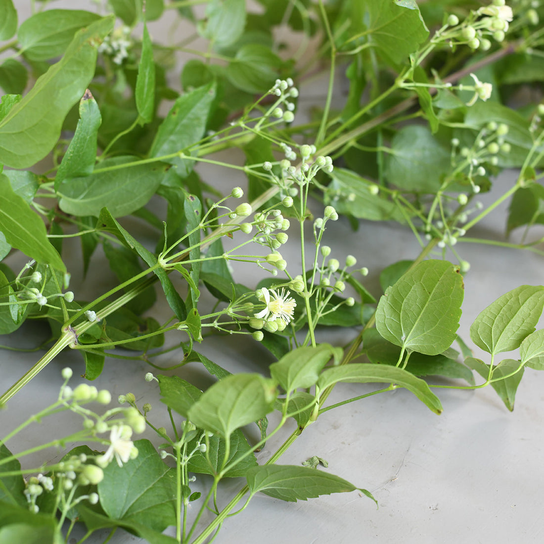 Clematis - Vitalba